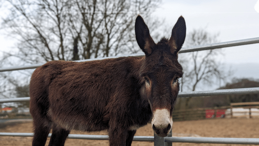 Nigel stood in his paddock.