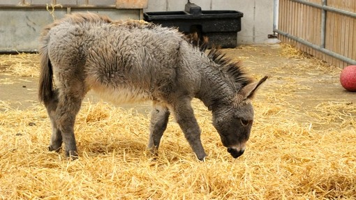 Orphaned foal Milana thriving in sanctuary care.