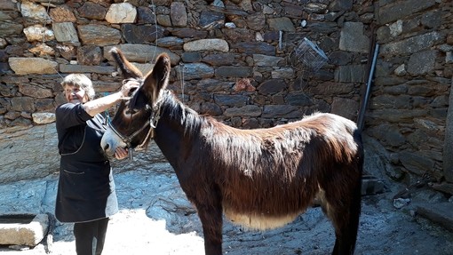Owner with her working donkey in Portugal.