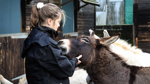 Rescued donkey enjoying scratched from its groom.