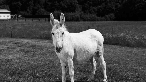 Adoption donkey Rickon obituary.