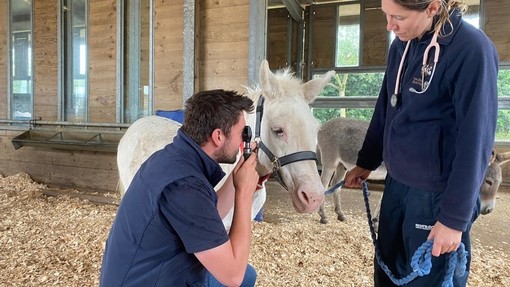 Rolo's eye being inspected by Jamie Forrest and Polly Vogel.