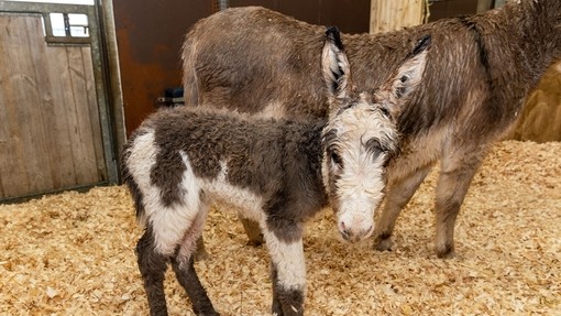 Rosie and her new foal.