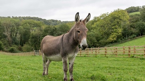 Sean the donkey at Hurfords Farm.