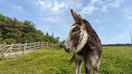 Seren's chewing comfortably following removal of 12 teeth.