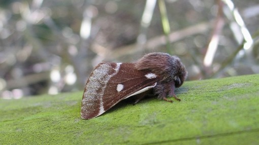 Small Eggar moth.