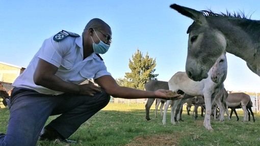 NSPCA officer with group of rescued donkeys in South Africa.