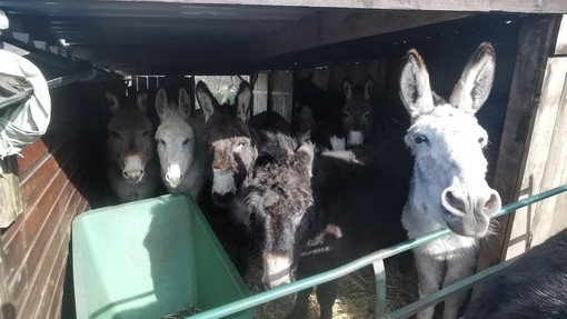 One of the stables at Whitby filled with donkeys.