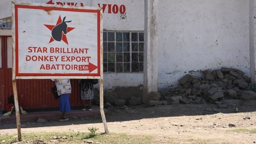 Star Brilliant Donkey Export Abattoir.