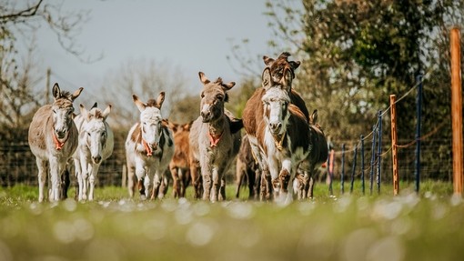 Group of donkeys running.