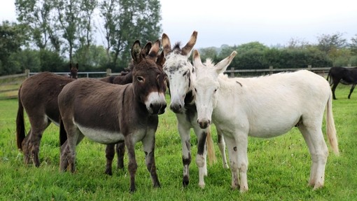 Surrey rescue donkeys in their field.