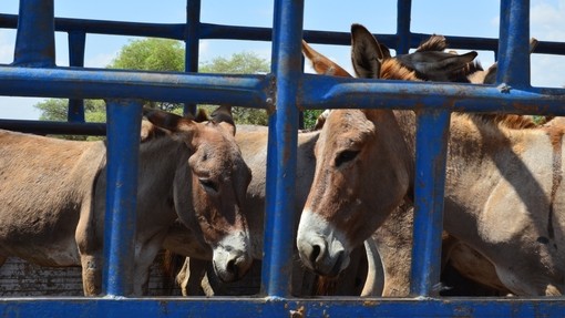 Donkeys waiting to go to abattoir.