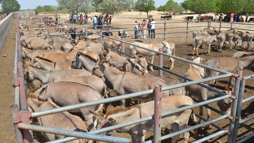 Pens of donkeys at market in Tanzania.
