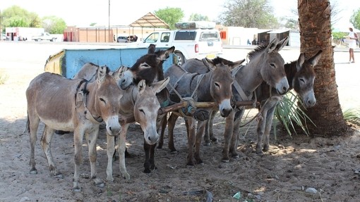 Tethered donkeys in shade with cart.