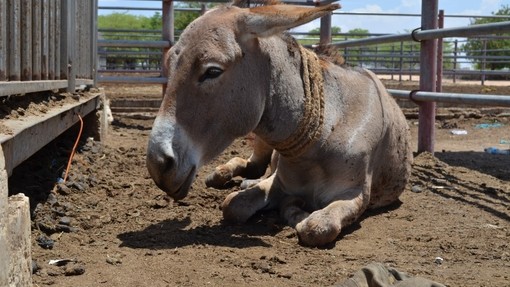 Donkey sitting in slaughter pen.