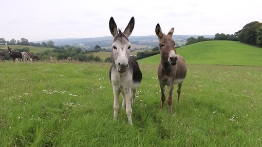 Timmy and Tommy standing in a field.