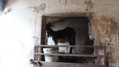 Timmy trapped in his stable.