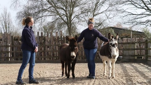 Two donkey assisted activities staff with two donkeys.