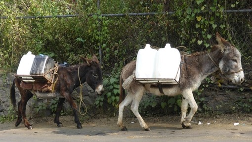 Two donkeys carrying water in Mexico.