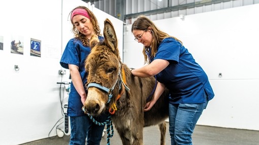 Two vets checking a donkeys heartbeat