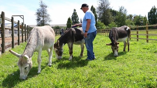 Army veteran interacting with donkeys.