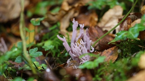 Violet coral fungus in Paccombe Farm woods.
