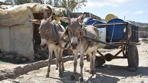 Working donkeys in Kenya.