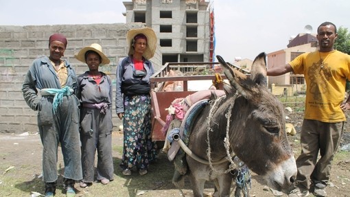 Working Donkey in Ethiopia.