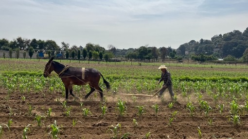Working donkey in a field, mexico.
