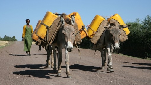 Working donkeys in Ethiopia carrying water.