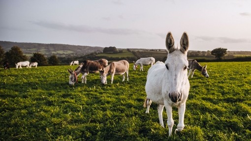 Donkeys in field at Brookfield