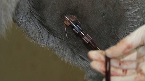A needle taking blood from a donkey