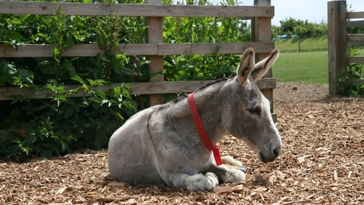 Clipped donkey laying down.