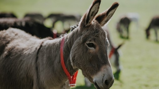 Donkey alert in a field