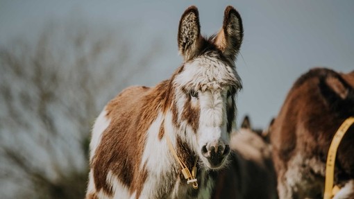 Donkey in a field.
