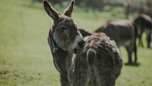A donkey scratching