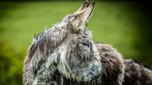Donkey standing in field looking sideways.