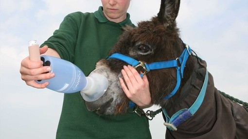 Donkey with inhaler.