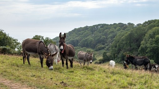 Donkeys grazing with sea view in background.