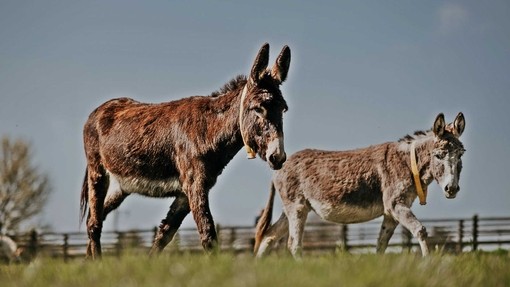 Donkeys at The Donkey Sanctuary.