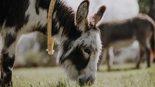 Drizzle grazing in a paddock.