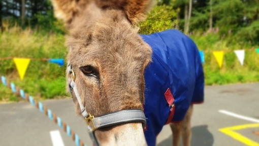 Eli in a donkey rug