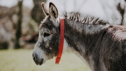 Eric the donkey.