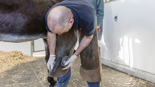 Farrier tending to donkey hooves