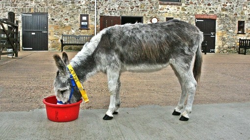 Donkey eating from red bucket in stable area.