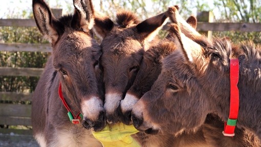 Four donkeys with welly boot