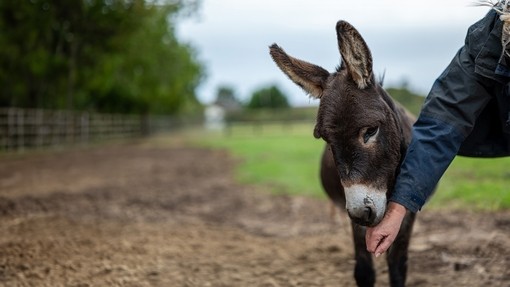 Donkey foal with groom