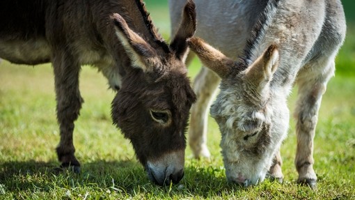 Two donkeys grazing in field.