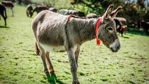 Donkey standing in field.