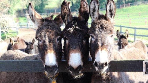 Three donkeys looking over fence.